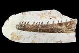 Fossil Mosasaur (Tethysaurus) Jaw Section - Goulmima, Morocco #107085-1